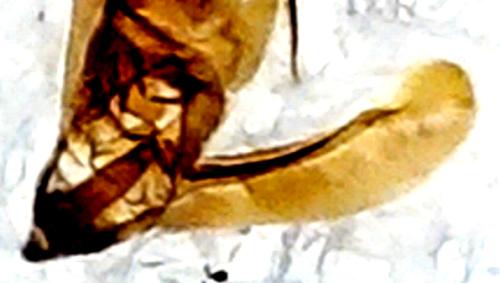 Elachista atricomella